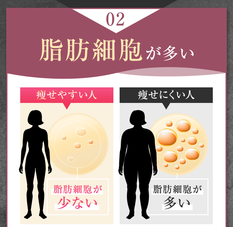 脂肪細胞が多い