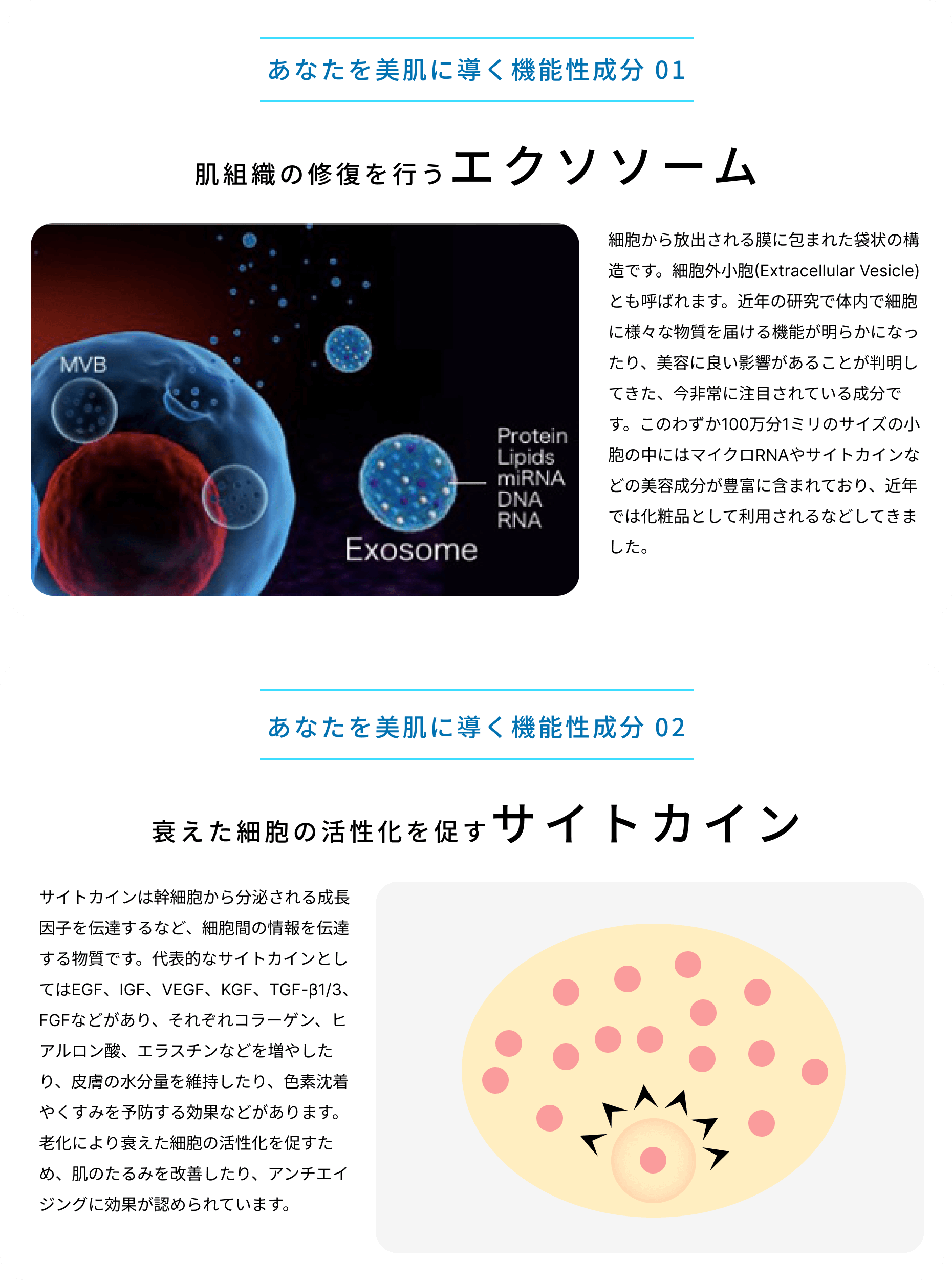 あなたを美肌に導く機能性成分、エクソソーム、サイトカイン