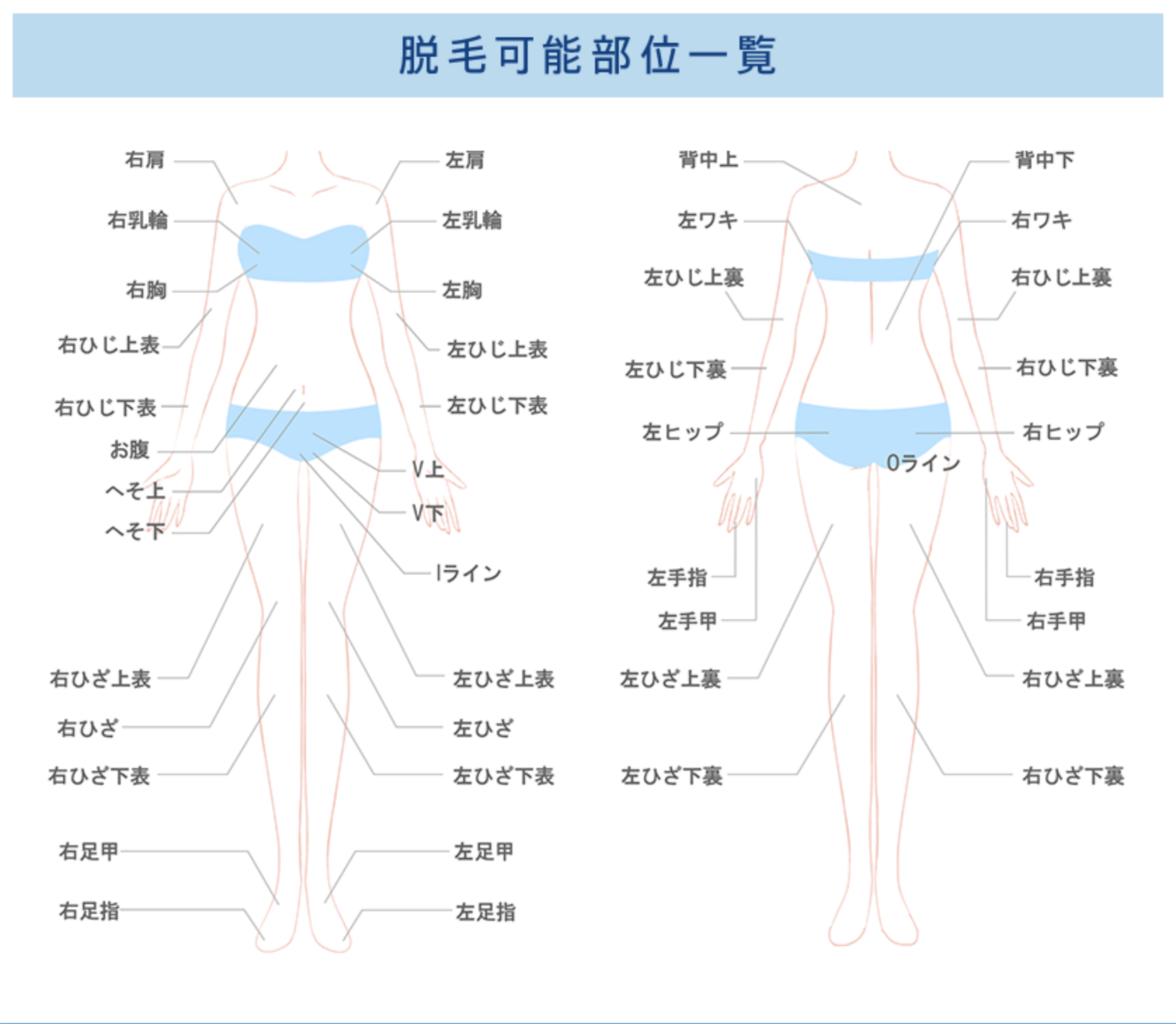 ストラッシュ　全身脱毛　部位