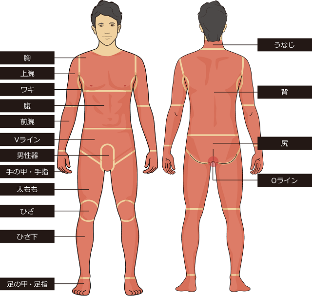 全身脱毛の部位