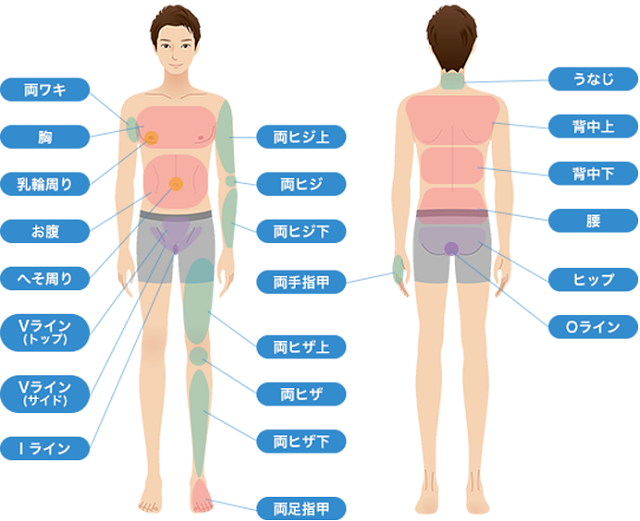 全身脱毛の部位