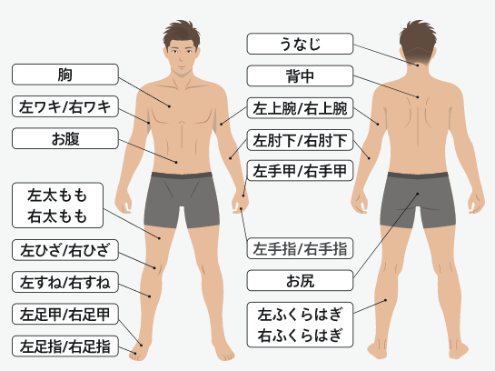 全身脱毛の部位