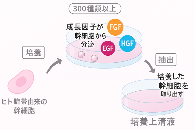 培養上清液