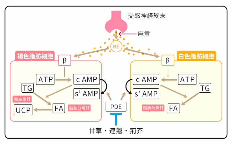 防風通聖散の作用機序