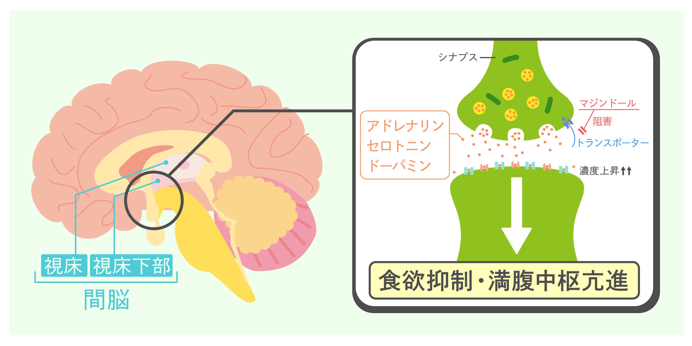 SGLT2阻害薬の作用機序