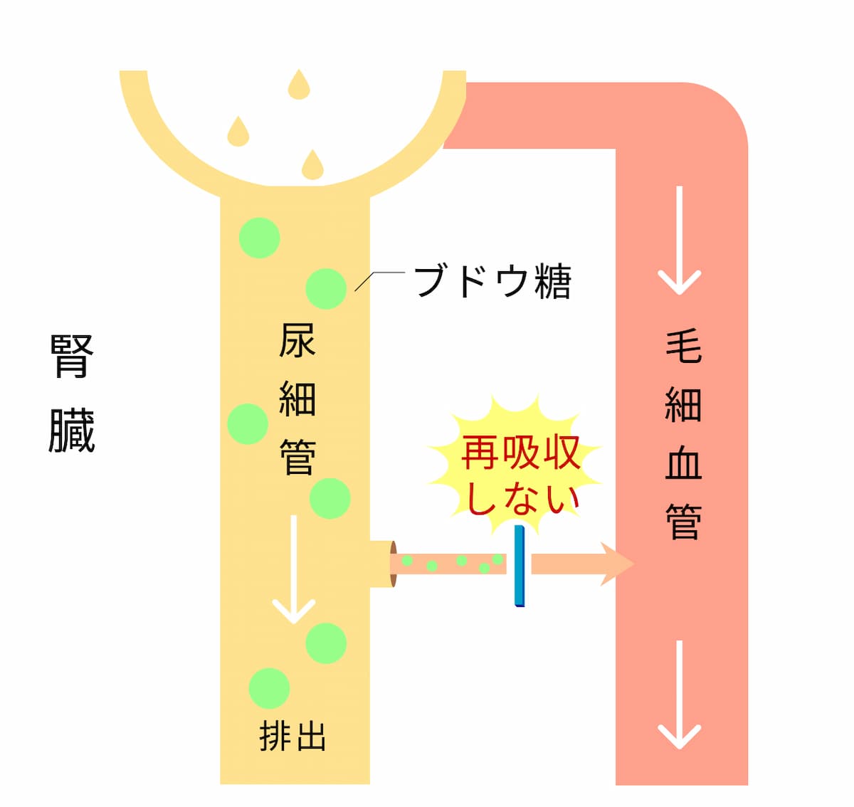 SGLT2阻害薬の作用機序