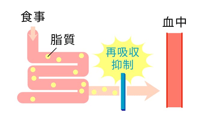 SGLT2阻害薬の作用機序